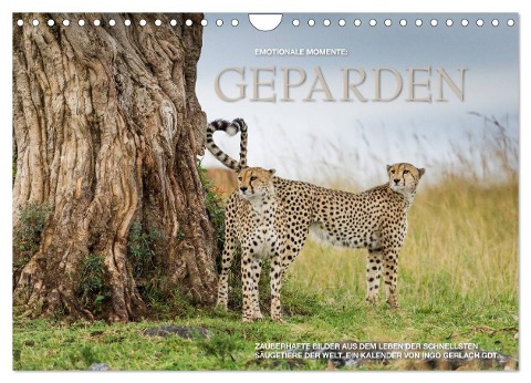 Emotionale Momente: Geparden (Wandkalender 2024 DIN A4 quer), CALVENDO Monatskalender - Ingo Gerlach GDT