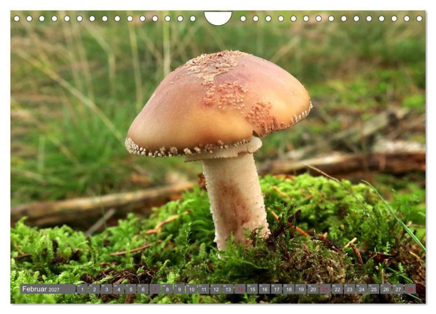 InsideView 7
