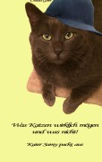 Cover-Bild zum Titel 'Was Katzen wirklich mögen und was nicht' von 'Ursula Geier'