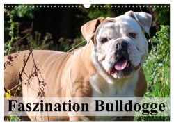 Faszination Bulldogge (Wandkalender 2025 DIN A3 quer), CALVENDO Monatskalender - Elisabeth Stanzer
