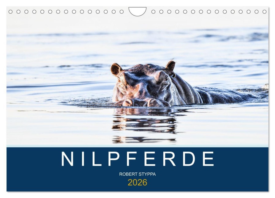 Nilpferde, Kolosse in Afrika (Wandkalender 2026 DIN A4 quer), CALVENDO Monatskalender - Robert Styppa