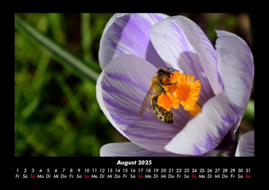 InsideView 12