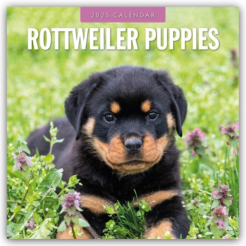 Rottweiler Puppies - Rottweiler Welpen 2025 - 16-Monatskalender - Robin Red