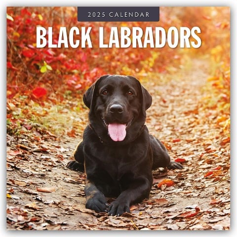 Black Labrador Retrievers - Schwarze Labrador Retriever 2025 - 16-Monatskalender - 