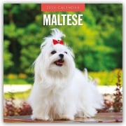Maltese - Malteser 2026 - 16-Monatskalender - Robin Red