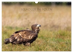 Cover-Bild zum Titel 'Seeadler in Polen (Wandkalender 2026 DIN A3 quer), CALVENDO Monatskalender' von 'Stephan Peyer'