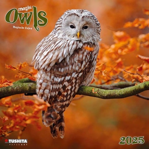Magic Owls 2025 - 