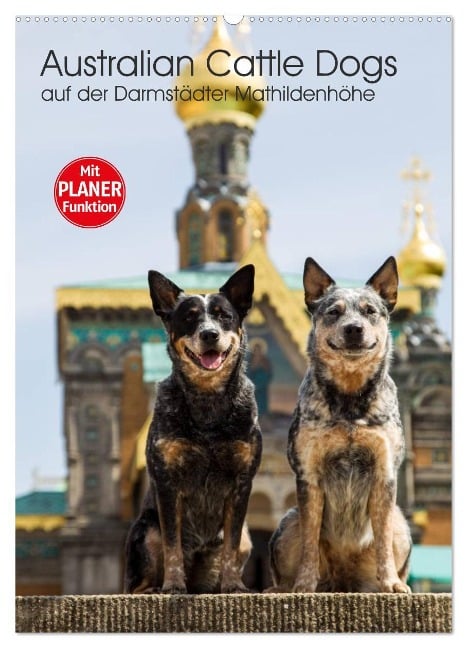 Australian Cattle Dogs auf der Darmstädter Mathildenhöhe (Wandkalender 2025 DIN A2 hoch), CALVENDO Monatskalender - Fotodesign Verena Scholze