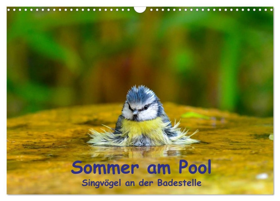 Sommer am Pool - Singvögel an der Badestelle (Wandkalender 2026 DIN A3 quer), CALVENDO Monatskalender - Ulrich Plemper