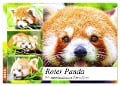 Roter Panda. Die superknuddeligen Katzenbären (Wandkalender 2025 DIN A2 quer), CALVENDO Monatskalender - Rose Hurley