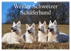 Weißer Schweizer Schäferhund (Wandkalender 2026 DIN A3 quer), CALVENDO Monatskalender - Sigrid Starick
