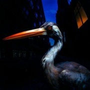 Cover-Bild zum Titel 'Decoding Birdsong' von 'Antony Szmierek'