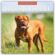 Dogues de Bordeaux - Bordeauxdoggen - Bordeaux Doggen 2026 - 16-Monatskalender - Robin Red