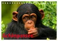 Schimpansen (Tischkalender 2025 DIN A5 quer), CALVENDO Monatskalender - Elisabeth Stanzer