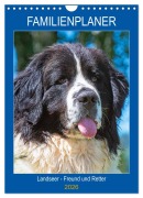 Familienplaner Landseer - Freund und Retter (Wandkalender 2026 DIN A4 hoch), CALVENDO Monatskalender - Sigrid Starick