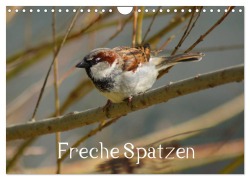 Freche Spatzen (Wandkalender 2026 DIN A4 quer), CALVENDO Monatskalender - Kattobello Kattobello