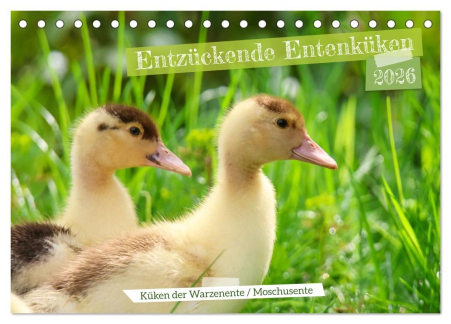 Entzückende Entenküken (Tischkalender 2026 DIN A5 quer), CALVENDO Monatskalender - Sabine Löwer