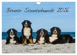 Cover-Bild zum Titel 'Berner Sennenhund 2026 (Wandkalender 2026 DIN A4 quer), CALVENDO Monatskalender' von 'Sigrid Starick'