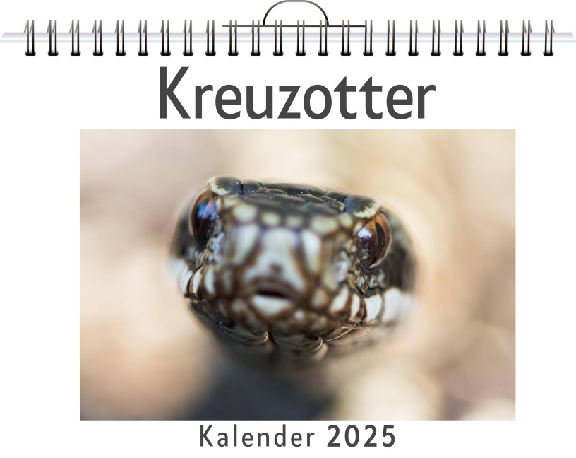 Kreuzotter - Sarah Meier