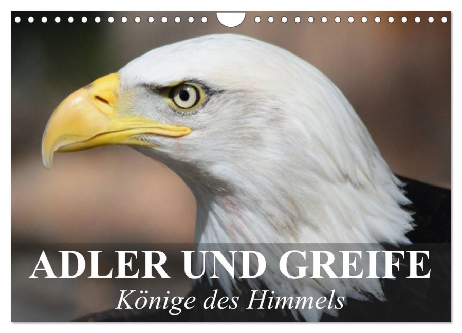 Adler und Greife - Könige des Himmels (Wandkalender 2026 DIN A4 quer), CALVENDO Monatskalender - Elisabeth Stanzer
