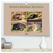 Cover-Bild zum Titel 'Britisch Kurzhaar Raritäten - seltene Schönheiten (hochwertiger Premium Wandkalender 2026 DIN A2 quer), Kunstdruck in Hochglanz' von 'Janina Bürger'