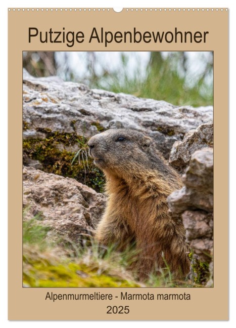 Putzige Alpenbewohner - Alpenmurmeltiere (Wandkalender 2025 DIN A2 hoch), CALVENDO Monatskalender - Ursula Di Chito