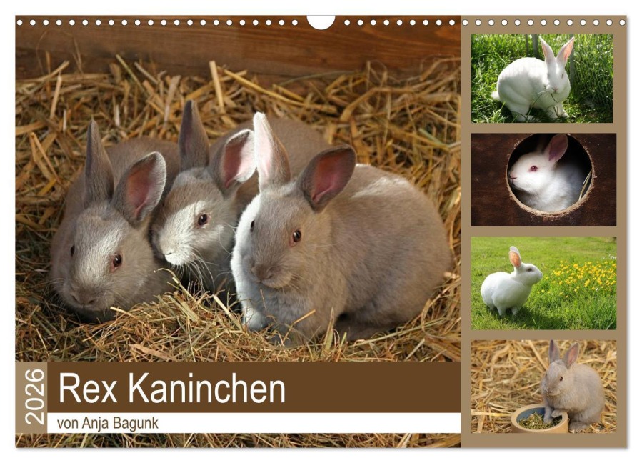 Rex - Kaninchen (Wandkalender 2026 DIN A3 quer), CALVENDO Monatskalender - Anja Bagunk