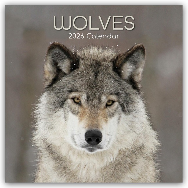 Wolves - Wölfe 2026 - 16-Monatskalender - Gifted Stationery Co. Ltd