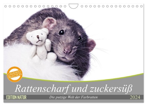 Rattenscharf und zuckersüß (Wandkalender 2024 DIN A4 quer), CALVENDO Monatskalender - Thorsten Nilson