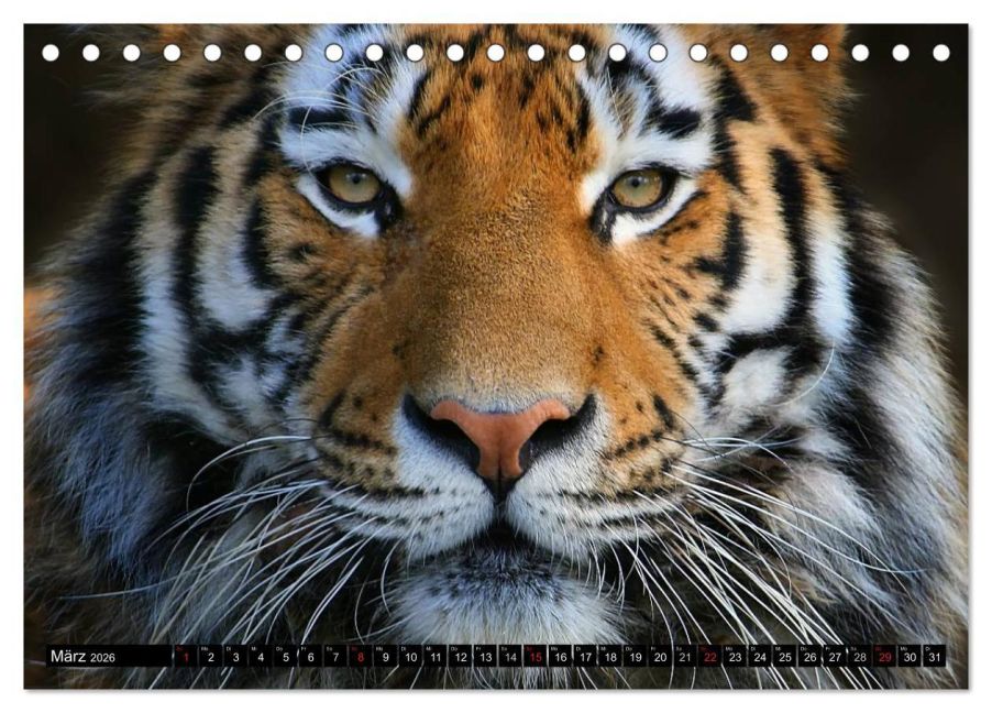 InsideView 8