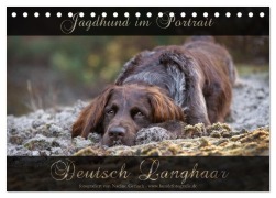 Cover-Bild zum Titel 'Jagdhund im Portrait - Deutsch Langhaar (Tischkalender 2026 DIN A5 quer), CALVENDO Monatskalender' von 'Nadine Gerlach'