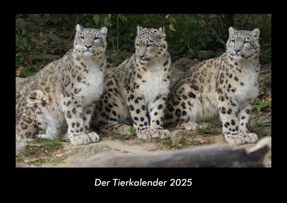 Der Tierkalender 2025 Fotokalender DIN A3 - Tobias Becker