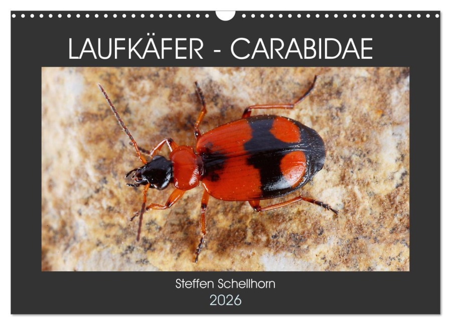 LAUFKÄFER - CARABIDAE (Wandkalender 2026 DIN A3 quer), CALVENDO Monatskalender - Steffen Schellhorn