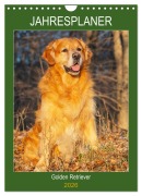 Cover-Bild zum Titel 'Jahresplaner Golden Retriever (Wandkalender 2026 DIN A4 hoch), CALVENDO Monatskalender' von 'Sigrid Starick'