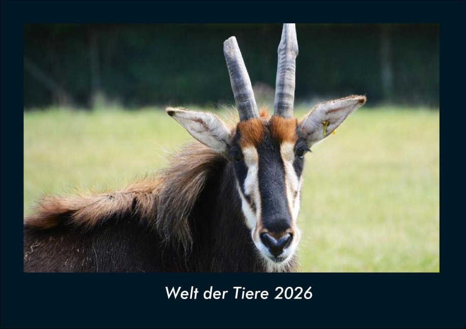 Welt der Tiere 2026 Fotokalender DIN A4 - Kevin Heber, Tobias Schmitt