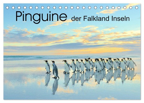 Pinguine der Falkland Inseln (Tischkalender 2024 DIN A5 quer), CALVENDO Monatskalender - Elmar Weiss