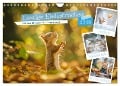 Lustige Eichhörnchen (Wandkalender 2025 DIN A4 quer), CALVENDO Monatskalender - Steffen Gierok-Latniak