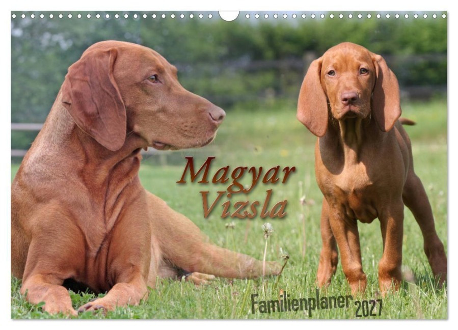 Familienplaner - Magyar Vizsla (Wandkalender 2027 DIN A3 quer), CALVENDO Monatskalender - Barbara Mielewczyk