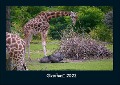 Giraffen 2023 Fotokalender DIN A4 - Tobias Becker