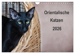 Cover-Bild zum Titel 'Orientalische Katzen (Wandkalender 2026 DIN A4 quer), CALVENDO Monatskalender' von 'Heidi Bollich'