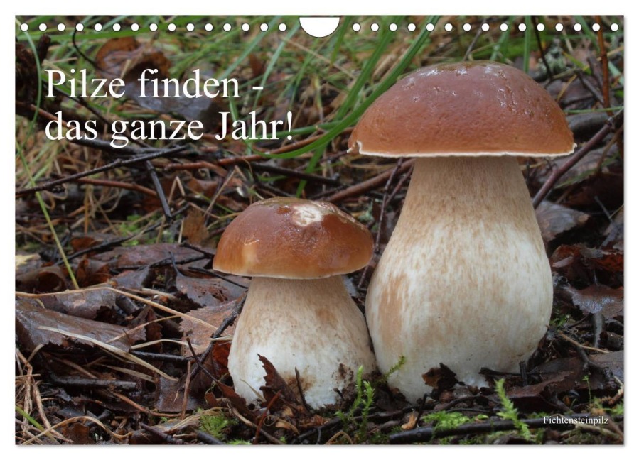 Pilze finden - das ganze Jahr! (Wandkalender 2026 DIN A4 quer), CALVENDO Monatskalender - Rudolf Bindig