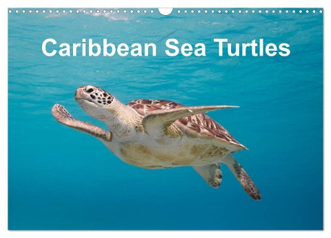 Caribbean Sea Turtles (Wall Calendar 2025 DIN A3 landscape), CALVENDO 12 Month Wall Calendar - Yvonne Tilo Kühnast - naturepics