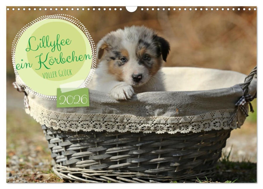 Lillyfee und ein Körbchen voller Glück (Wandkalender 2026 DIN A3 quer), CALVENDO Monatskalender - Hundefotografie Beatrice Müller