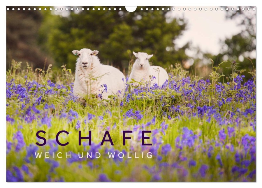 Schafe - Weich und wollig (Wandkalender 2026 DIN A3 quer), CALVENDO Monatskalender - Lain Jackson