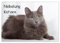 Nebelung Katzen (Wandkalender 2024 DIN A2 quer), CALVENDO Monatskalender - Fotodesign Verena Scholze
