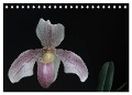Frauenschuhe - die schönsten Orchideen der Welt (Tischkalender 2025 DIN A5 quer), CALVENDO Monatskalender - Holger Rochow