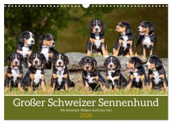 Cover-Bild zum Titel 'Großer Schweizer Sennenhund - Mit Schweizer Welpen durch das Jahr (Wandkalender 2026 DIN A3 quer), CALVENDO Monatskalender' von 'Sigrid Starick'