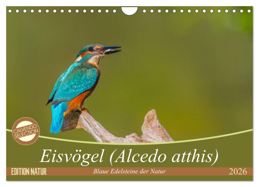 Eisvögel (Alcedo atthis) - Edelsteine der Natur (Wandkalender 2026 DIN A4 quer), CALVENDO Monatskalender - Ursula Di Chito