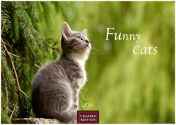 Cover-Bild zum Titel 'Funny Cats Kalender 2027 - Wandkalender | Fotokalender Tierkalender 35x50cm - Witziger Katzenkalender' von ''