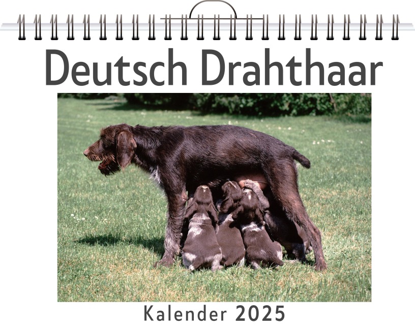 Deutsch Drahthaar - Sofia Hartmann